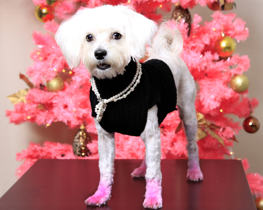 Sparkle-Posh-Pup-Christmas-Photo