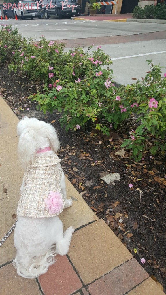 sparkle-posh-pup-christmas-outfit